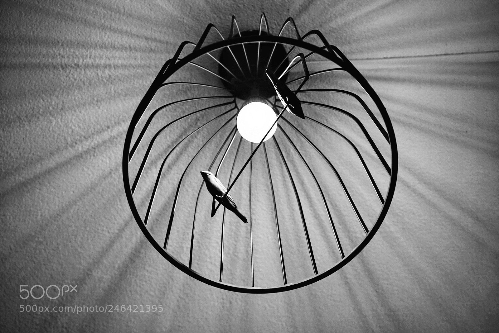 Sony a7 sample photo. In a cage.... photography