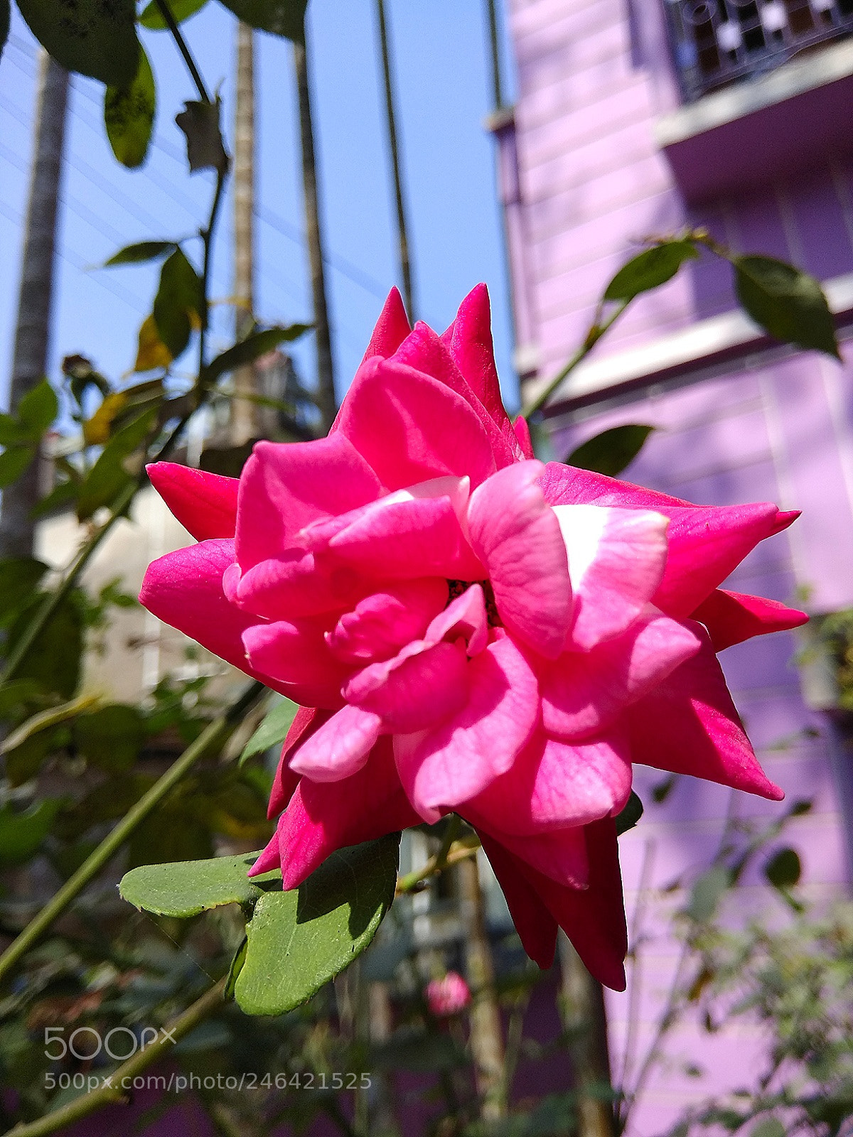 Xiaomi Redmi Note 4 sample photo. It's mine!! photography