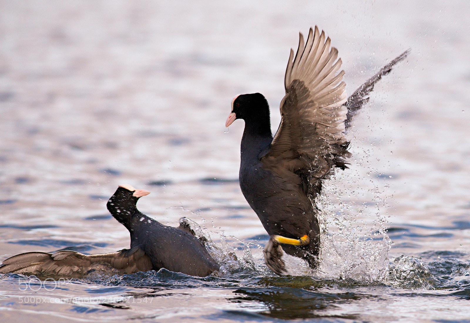 Nikon D610 sample photo. Eurasian coot photography