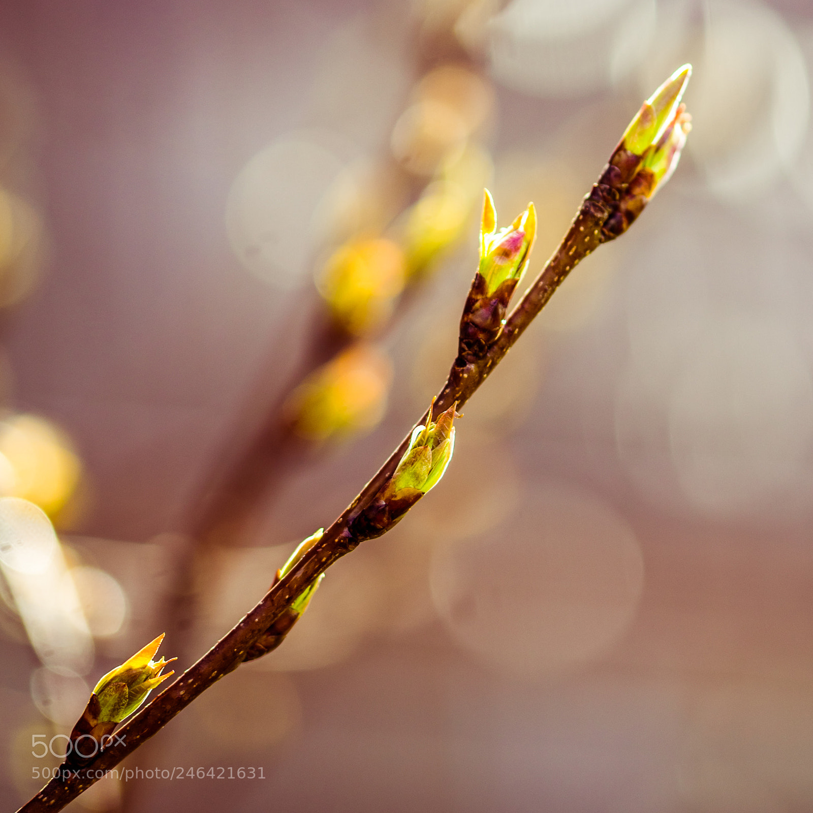 Sony a7 II sample photo. Birth ii photography