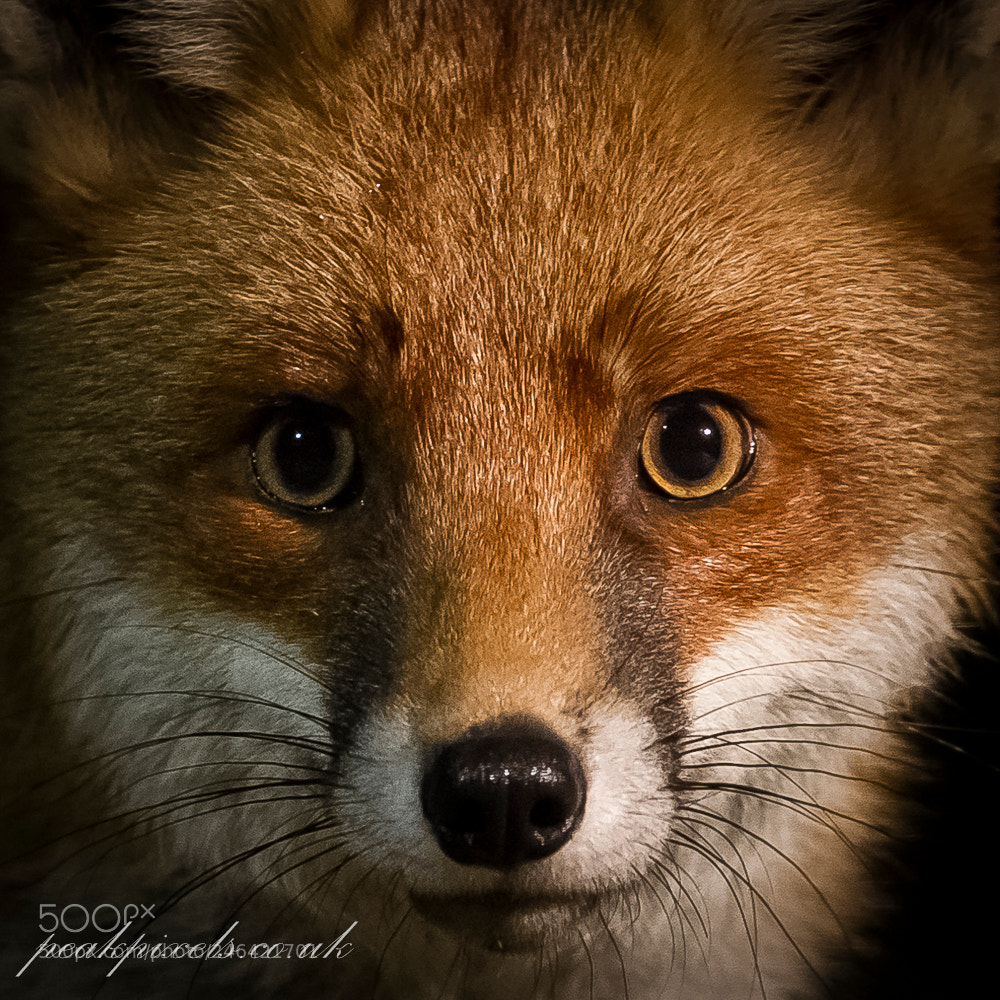 Canon EOS-1D Mark IV sample photo. Wild red fox photography