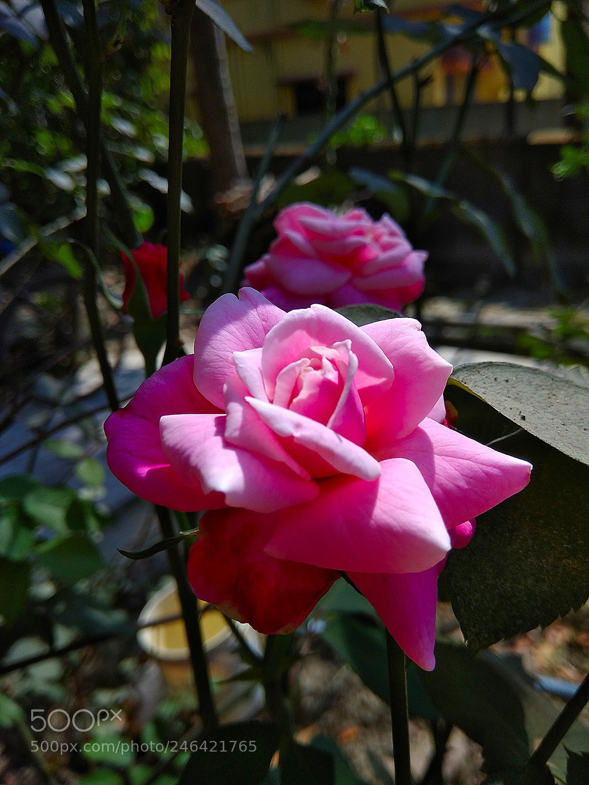Xiaomi Redmi Note 4 sample photo. Effect of light! photography
