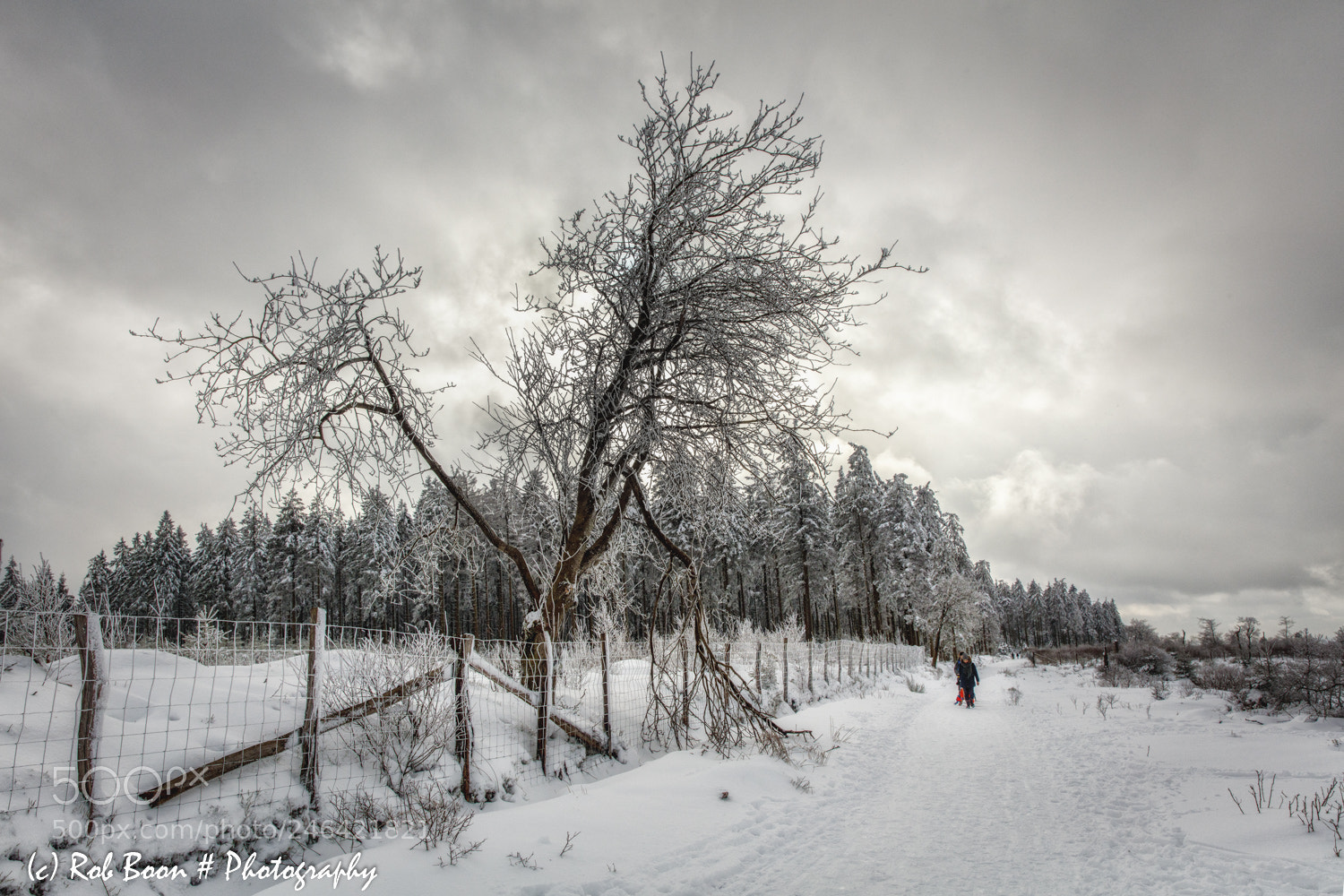 Canon EOS 5DS sample photo. Winter @ botrange 14 photography
