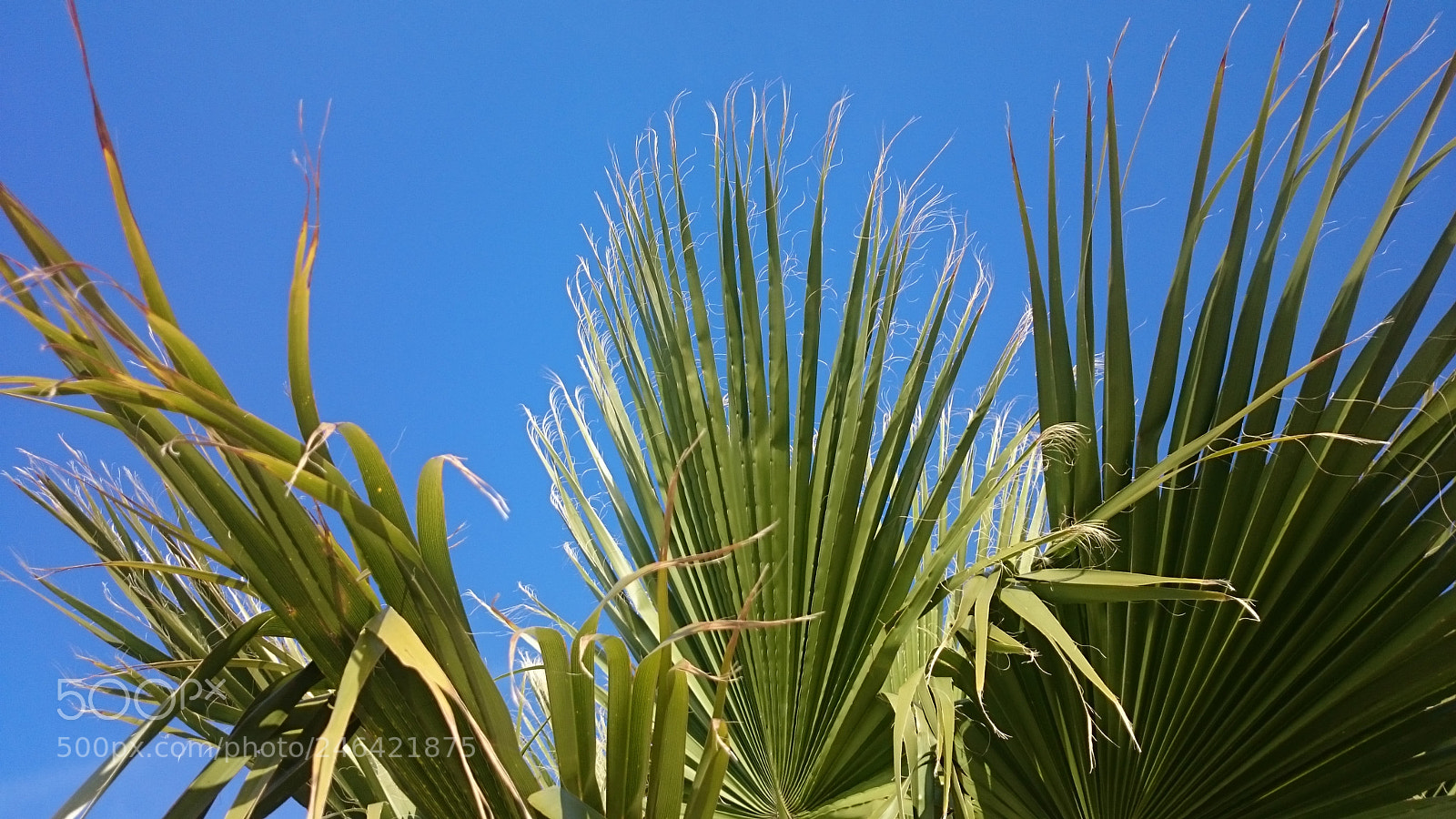 Sony Xperia Z2 sample photo. Palm tree photography