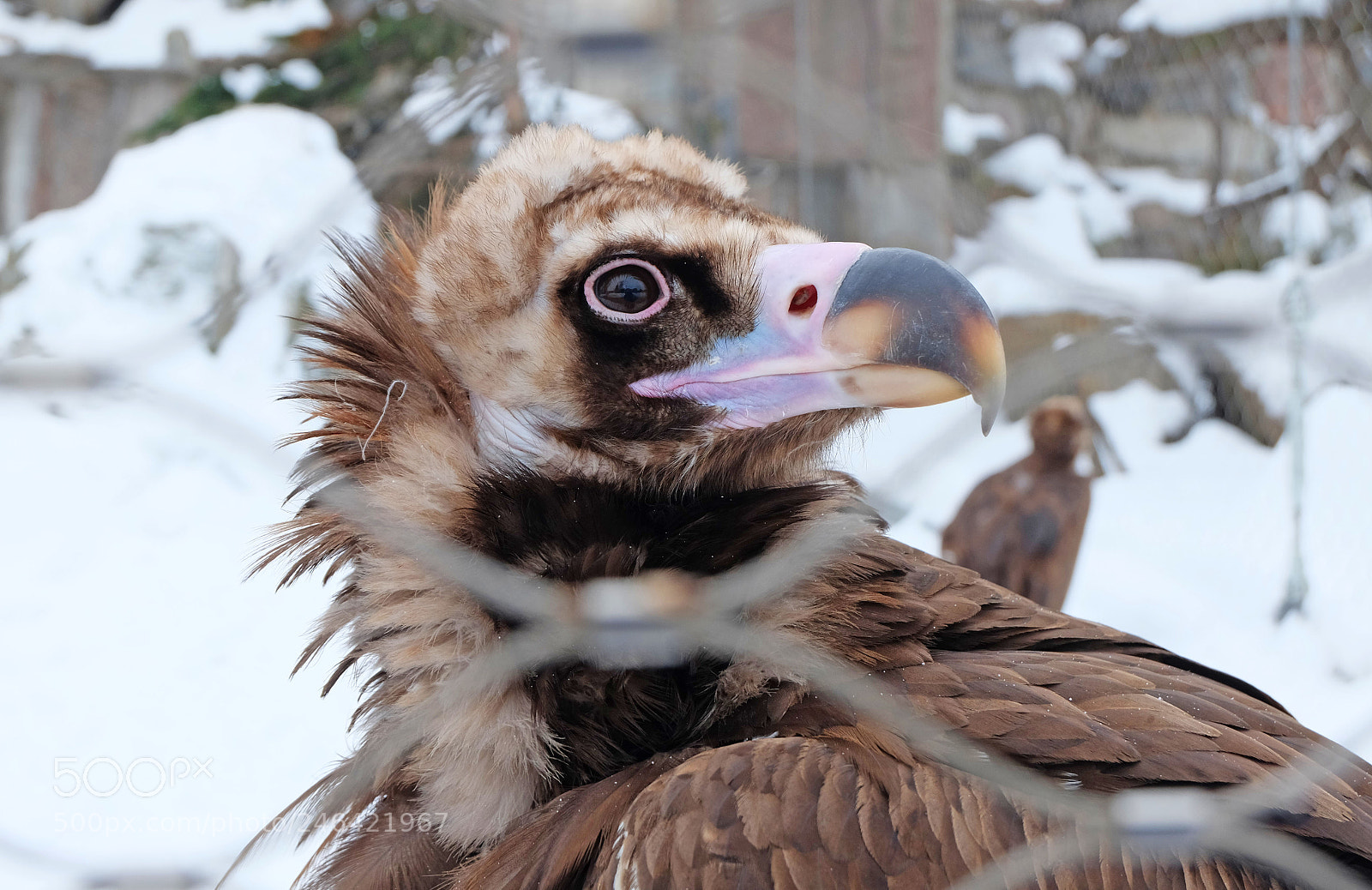 Fujifilm X-M1 sample photo. Moscow zoo in winter photography
