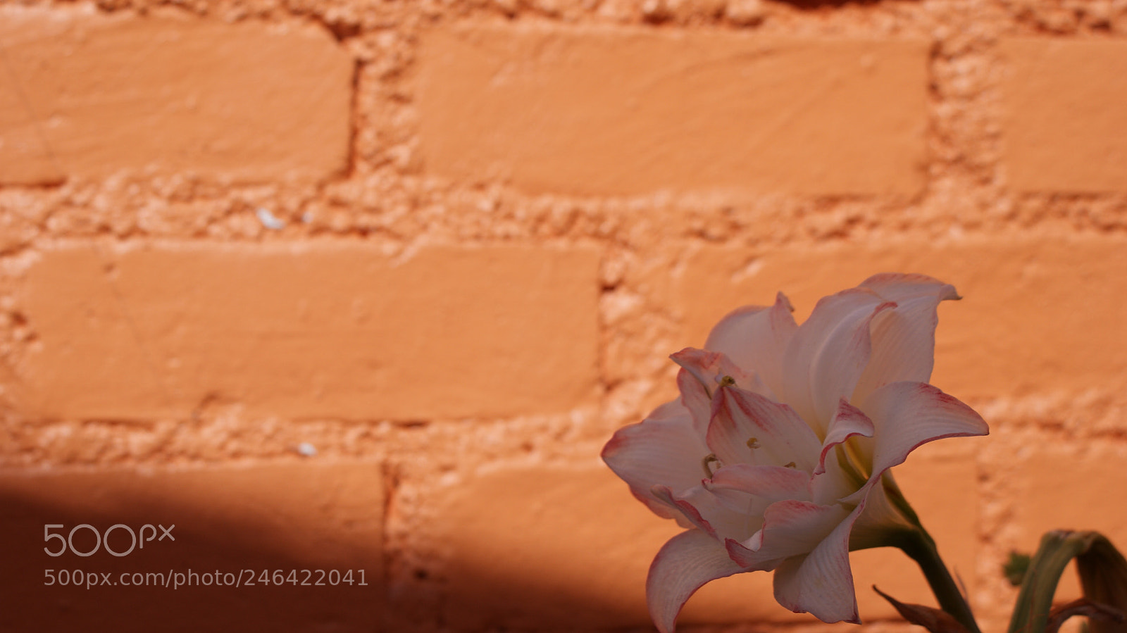 Sony Alpha DSLR-A200 sample photo. Ranch flower photography