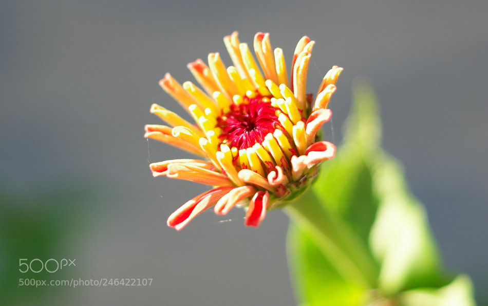 Samsung NX1 sample photo. ... photography