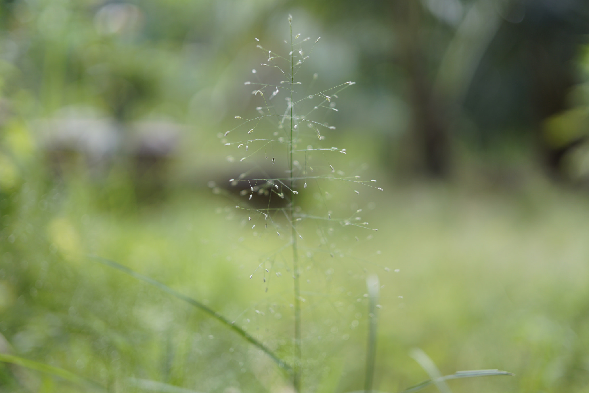 ZEISS Touit 32mm F1.8 sample photo. Illusion photography