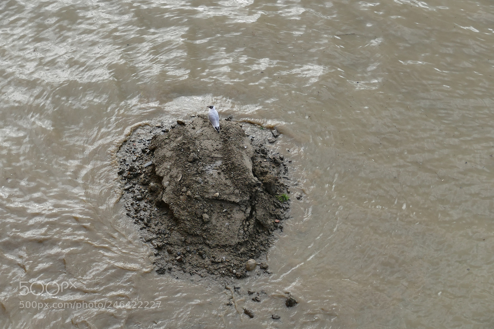 Leica V-Lux (Typ 114) sample photo. Seagull's island photography
