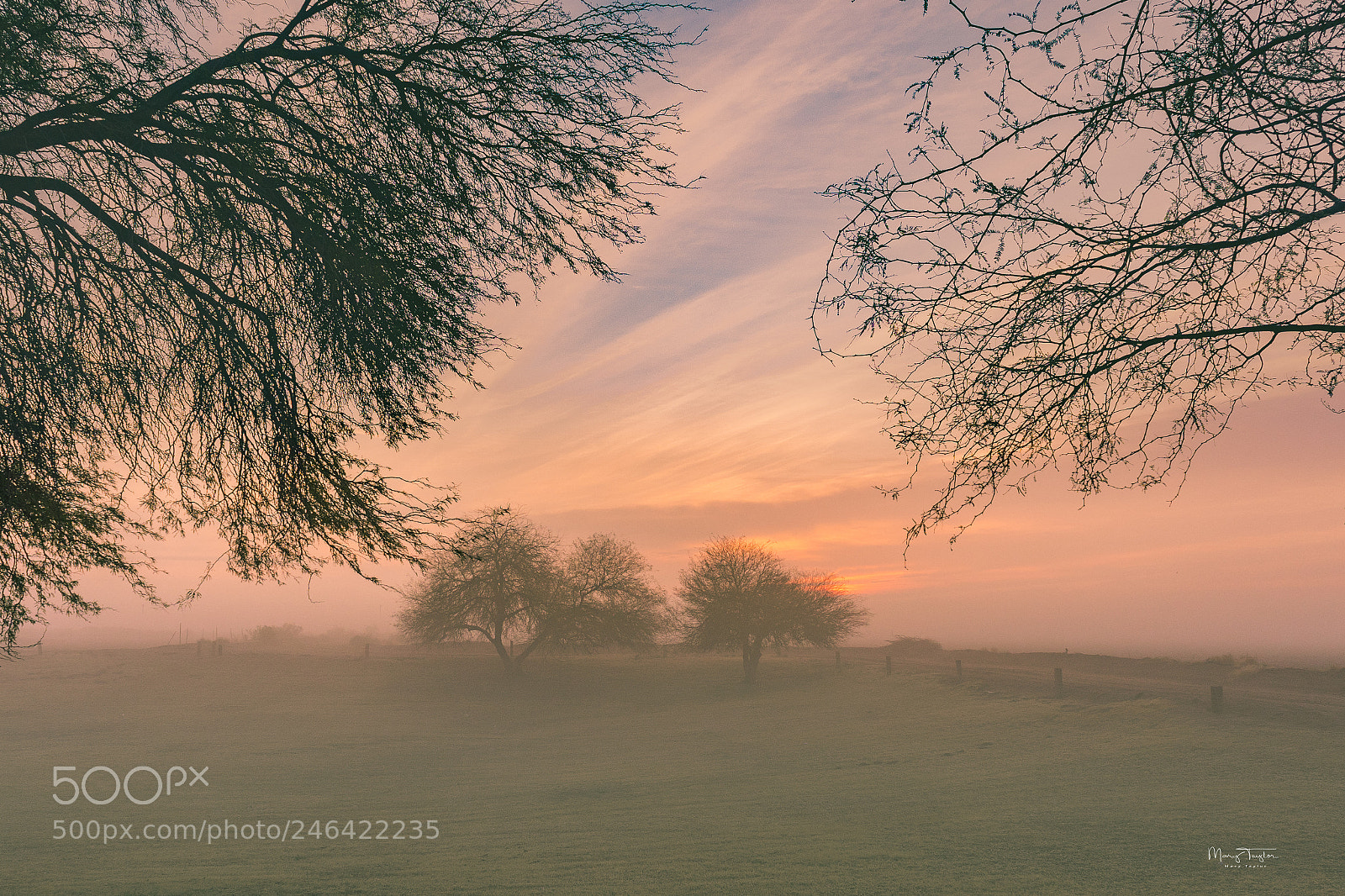 Nikon D810 sample photo. Morning walk in the photography