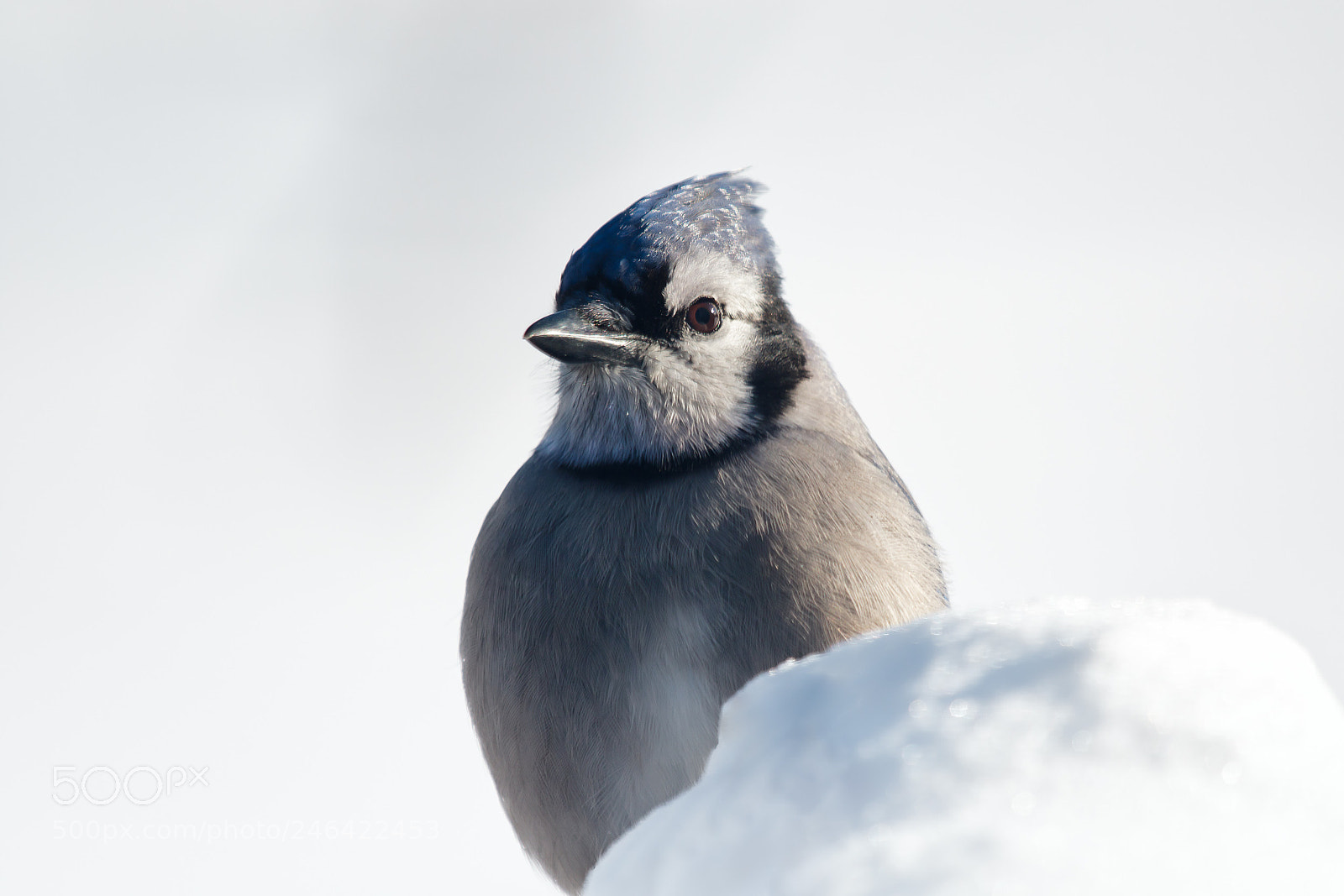 Canon EOS 7D Mark II sample photo. Winter jay photography