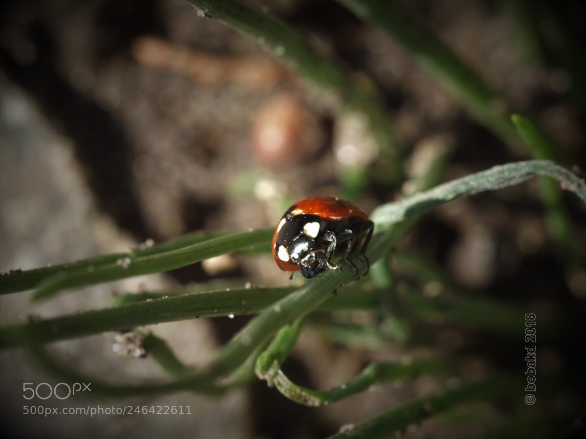 Olympus E-620 (EVOLT E-620) sample photo. Ladybird photography
