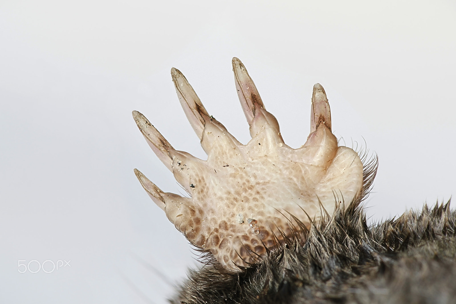 Canon EF 100mm F2.8L Macro IS USM sample photo. Paws of master digger, common mole photography