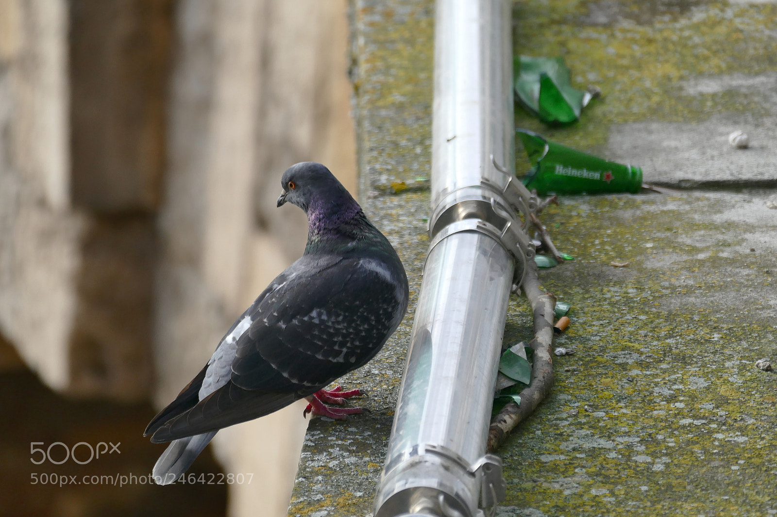 Leica V-Lux (Typ 114) sample photo. Pigeon in town photography