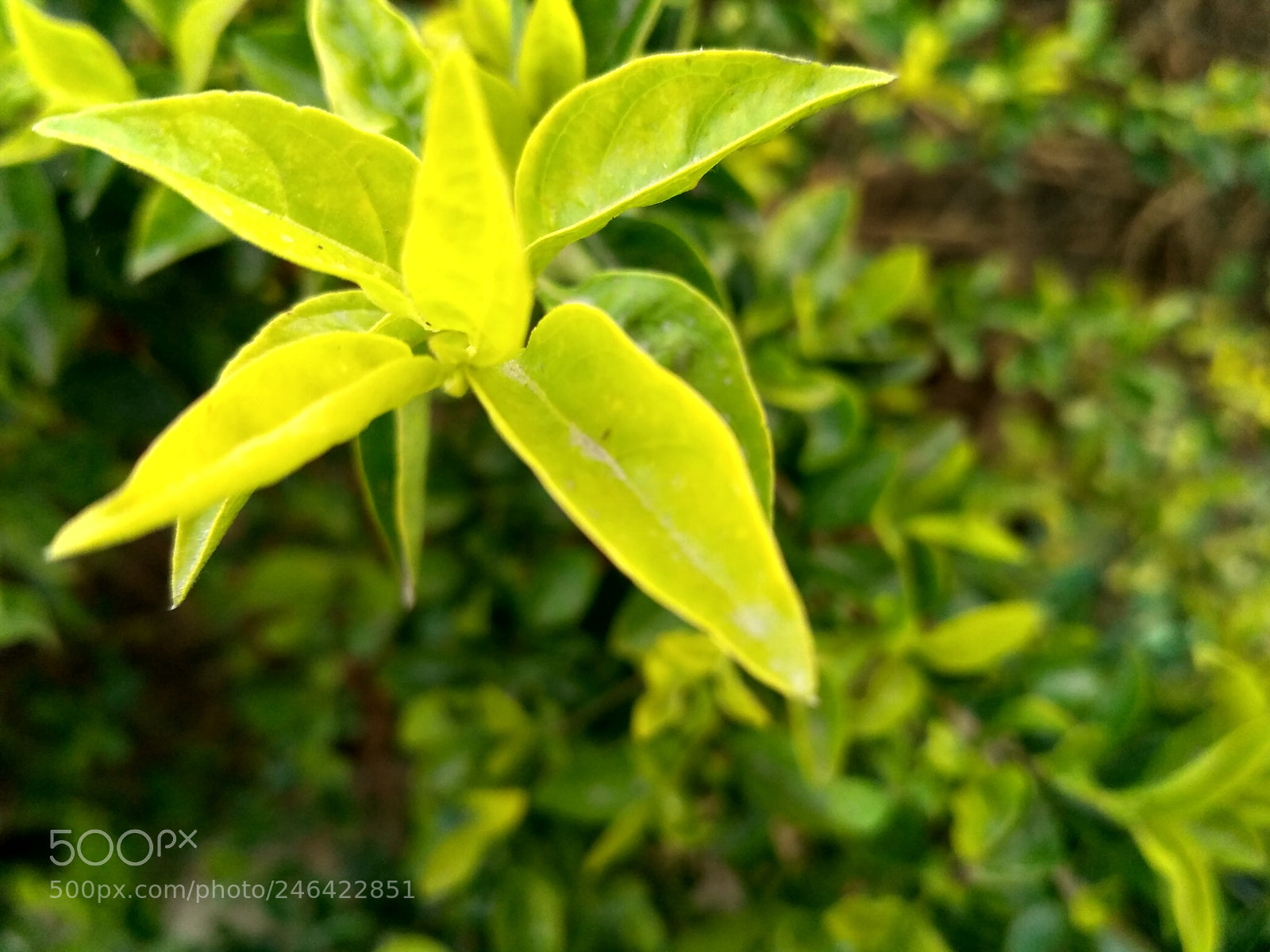 Xiaomi Redmi 3S sample photo. Untitled photography