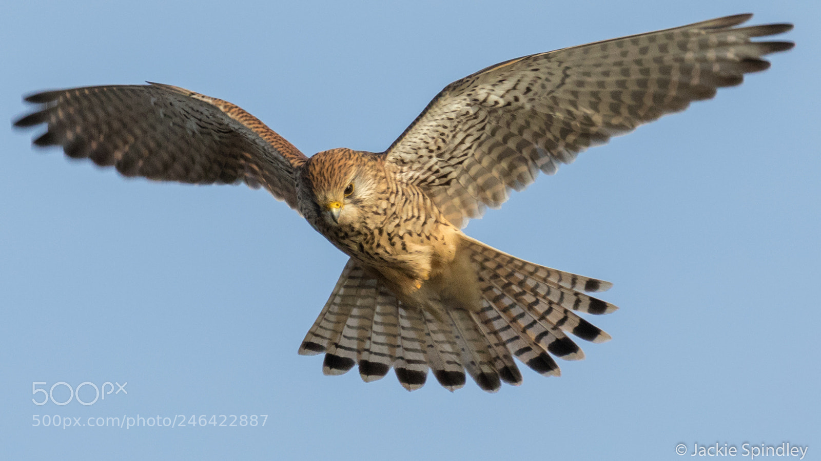 Canon EOS 7D Mark II sample photo. Hunting photography