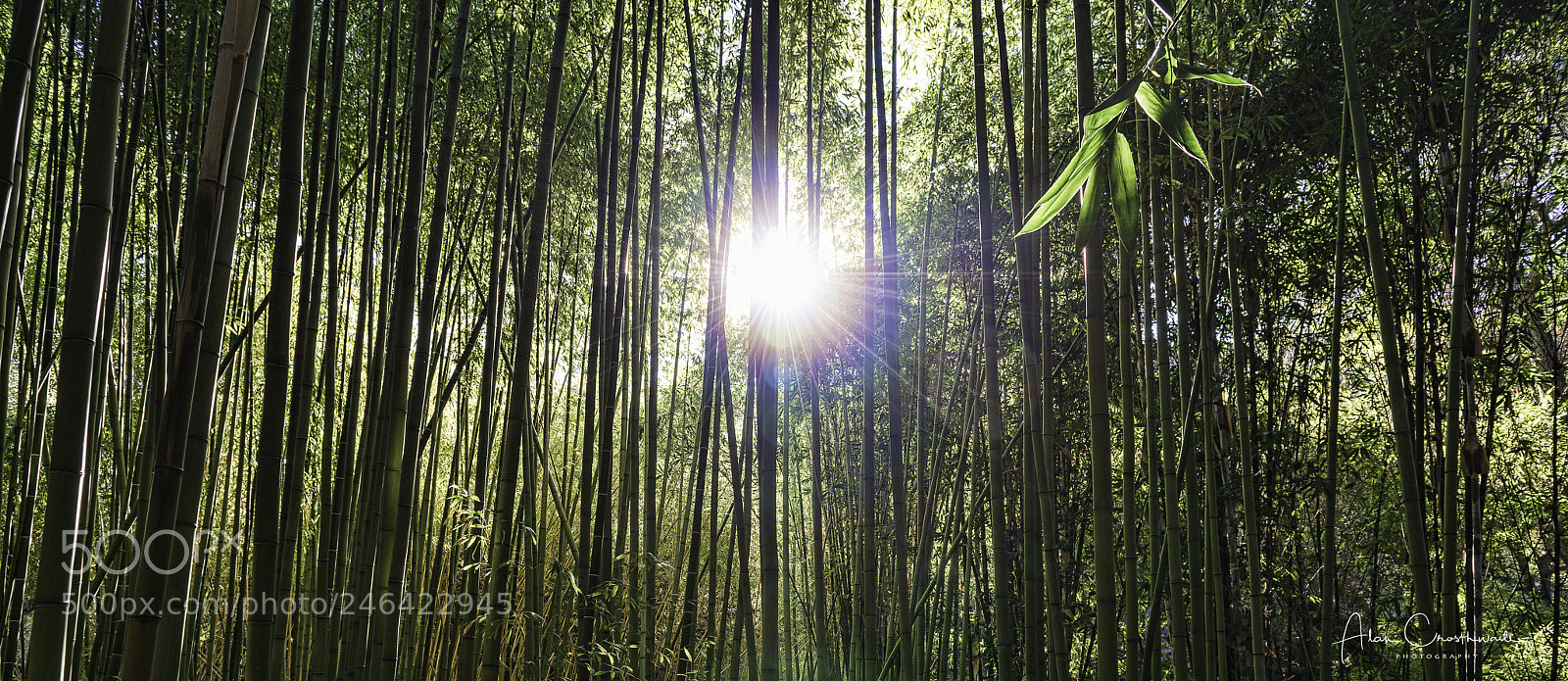 Nikon D800E sample photo. Sunlight and bamboo photography