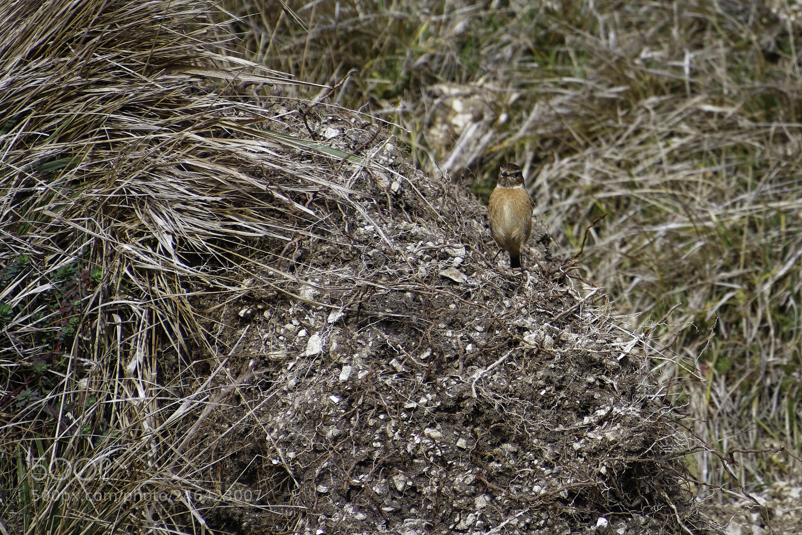 Canon EOS 77D (EOS 9000D / EOS 770D) sample photo. Common stonechat saxicola rubicola photography