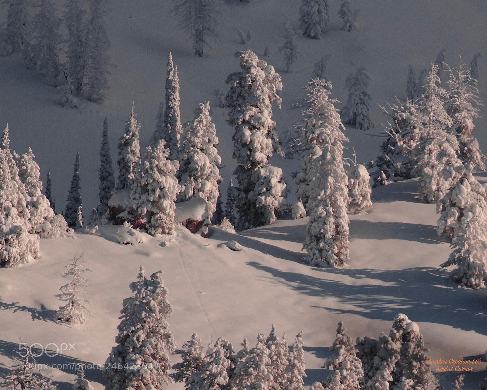 Canon EOS 7D sample photo. Snowy trees photography