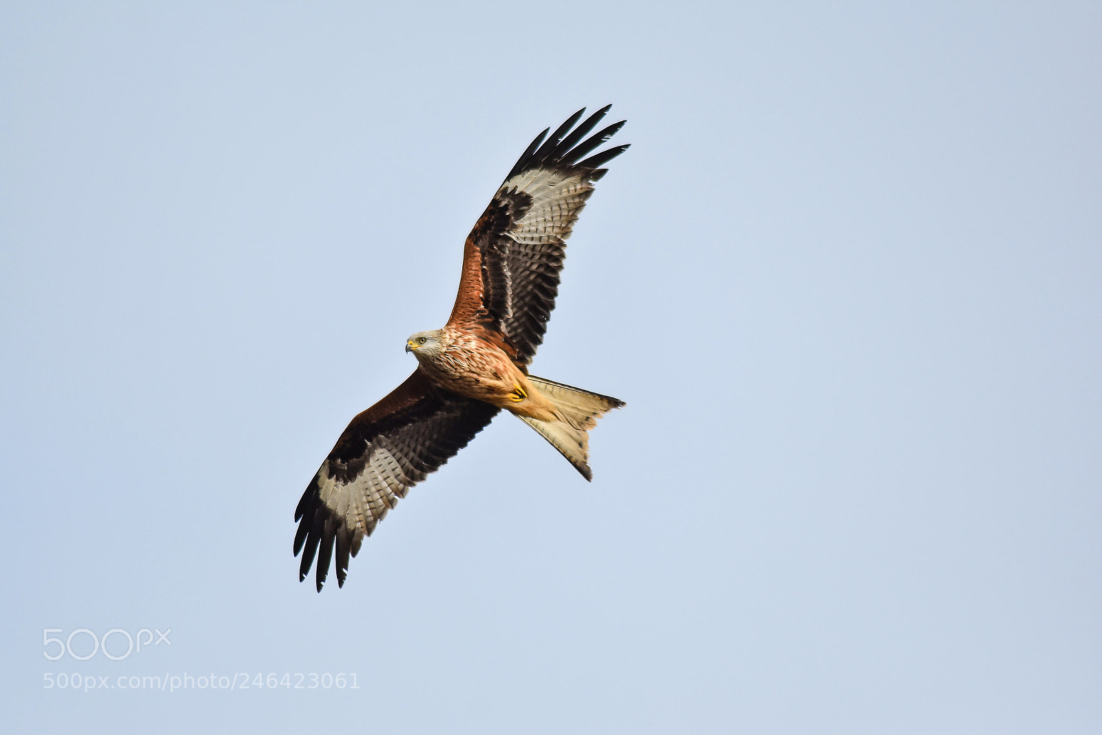 Nikon D3400 sample photo. Red kite in flight photography