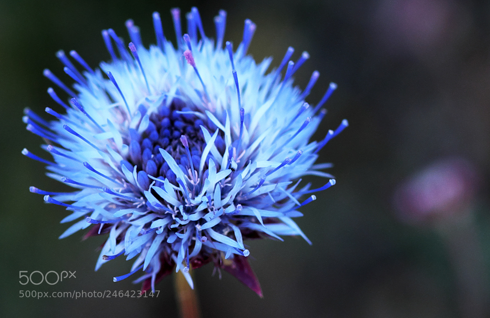 Fujifilm X-M1 sample photo. Martian flower photography