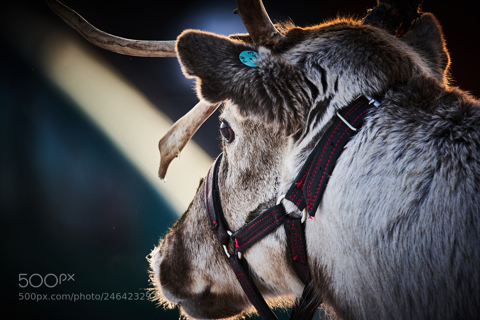 Sony a7R III sample photo. Reindeer photography
