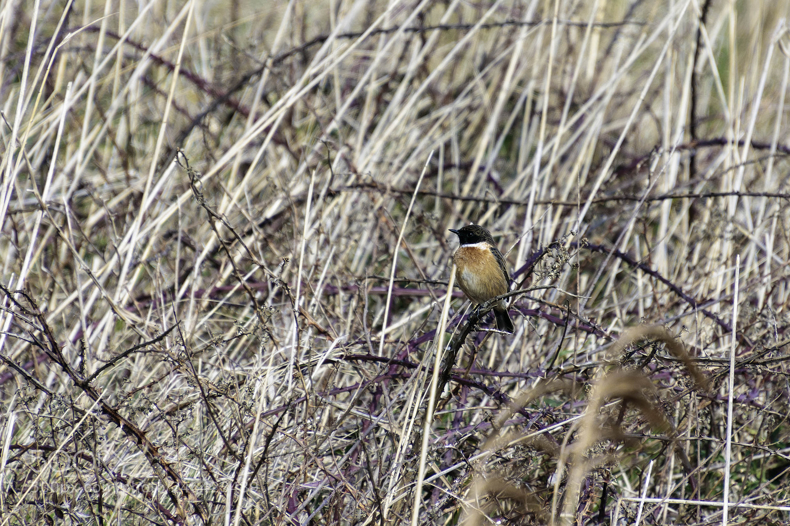 Canon EOS 77D (EOS 9000D / EOS 770D) sample photo. Common stonechat saxicola rubicola photography
