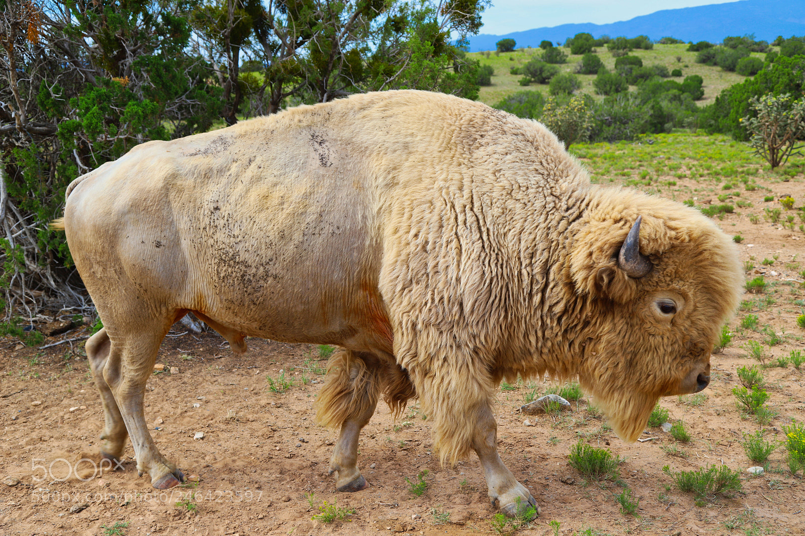 Canon EOS 6D Mark II sample photo. White buffalo photography