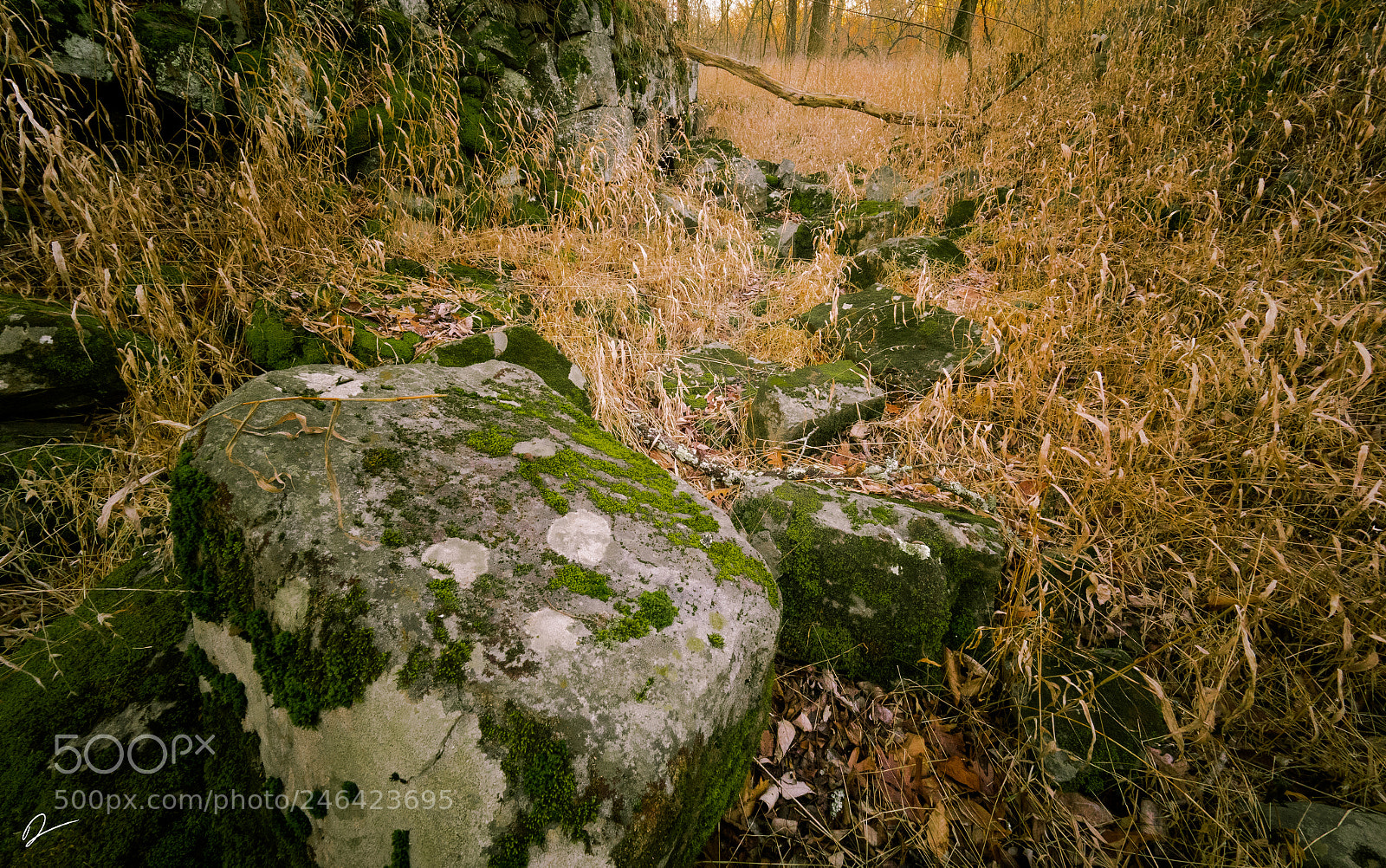 Olympus PEN-F sample photo. Untitled photography