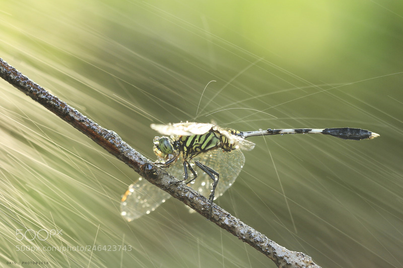 Canon EOS 7D sample photo. Dragon fly photography