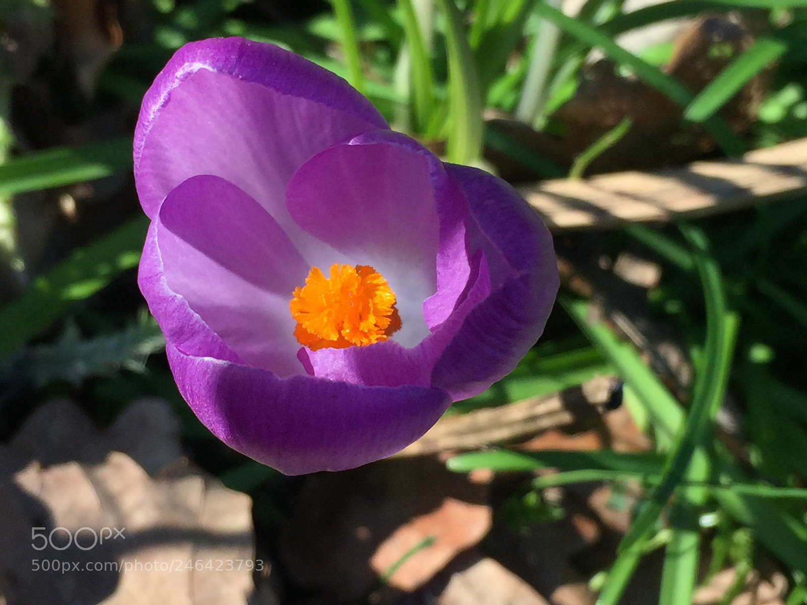 Apple iPhone 6 sample photo. ? photography