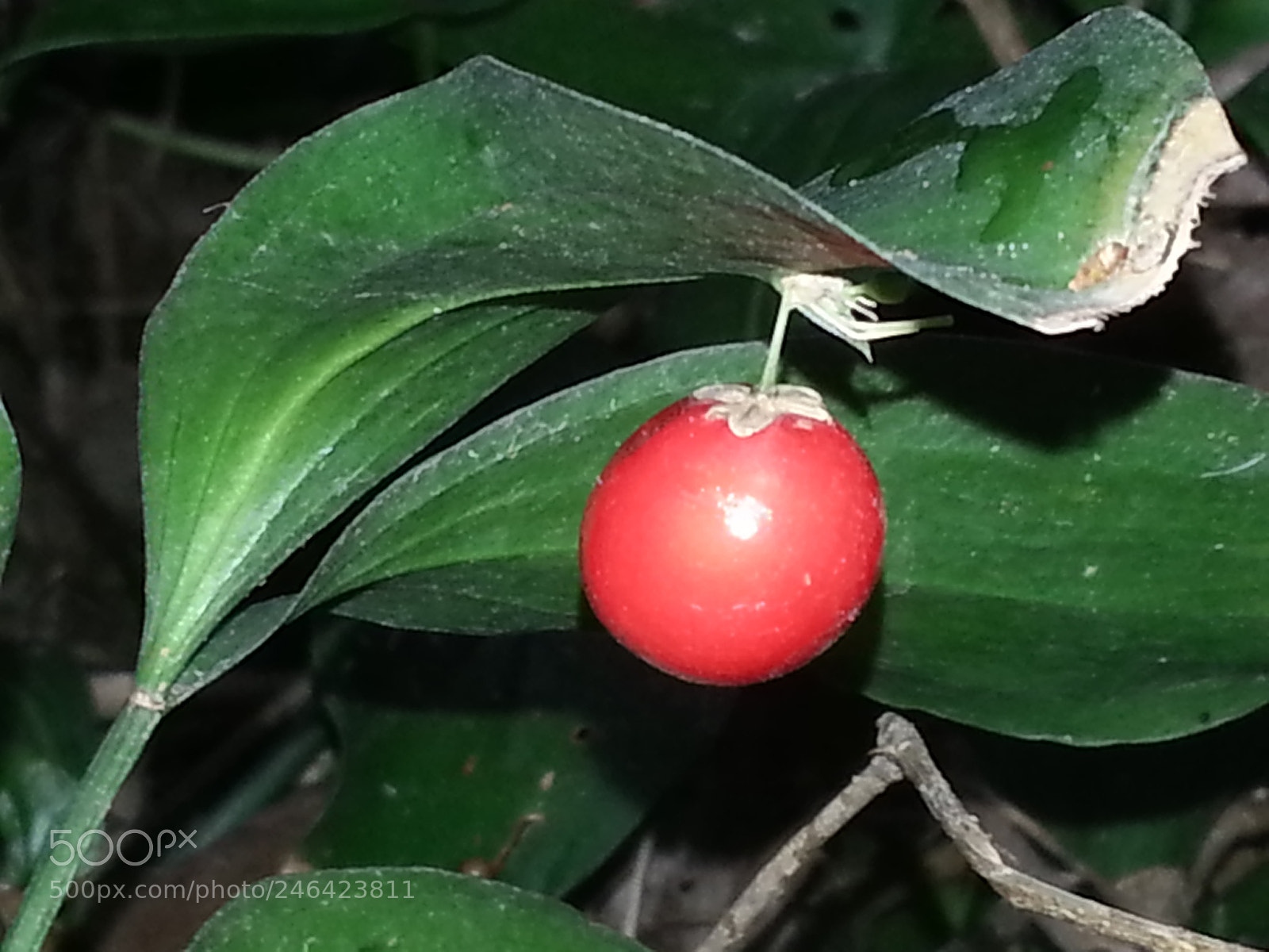 Samsung Galaxy S3 sample photo. Earring photography