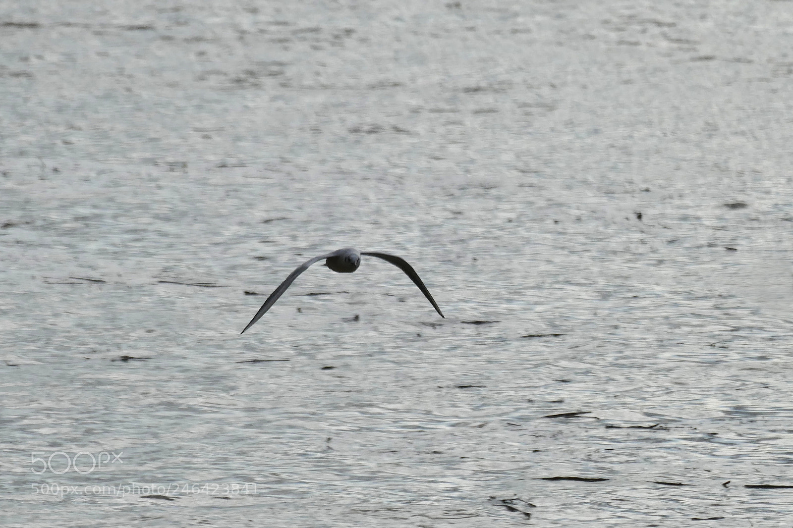 Leica V-Lux (Typ 114) sample photo. Flying away photography