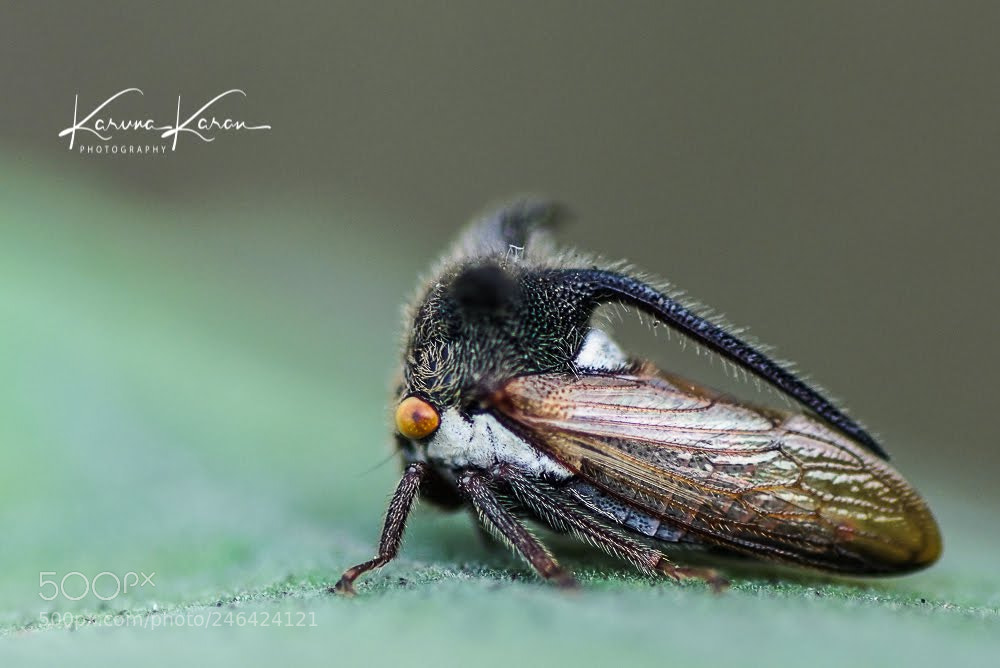 Sony a99 II sample photo. Tree hoppers !!! photography