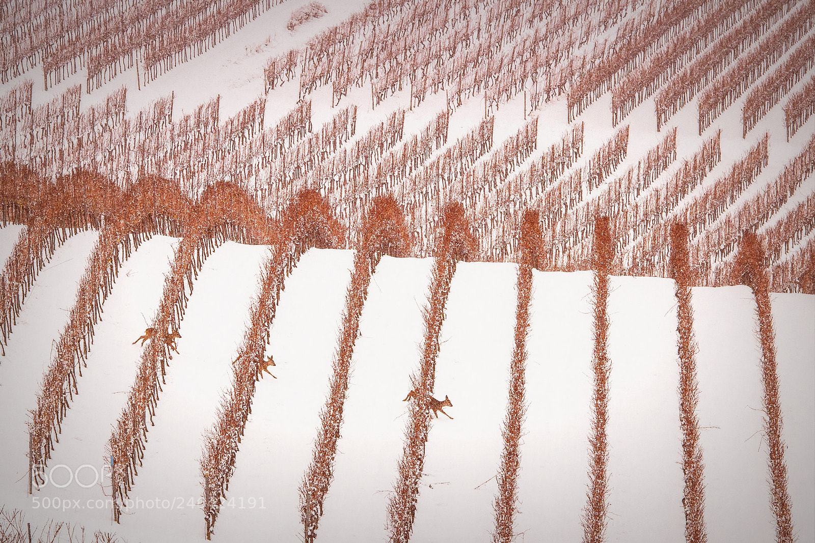 Canon EOS 600D (Rebel EOS T3i / EOS Kiss X5) sample photo. Vineyards welgesheim photography