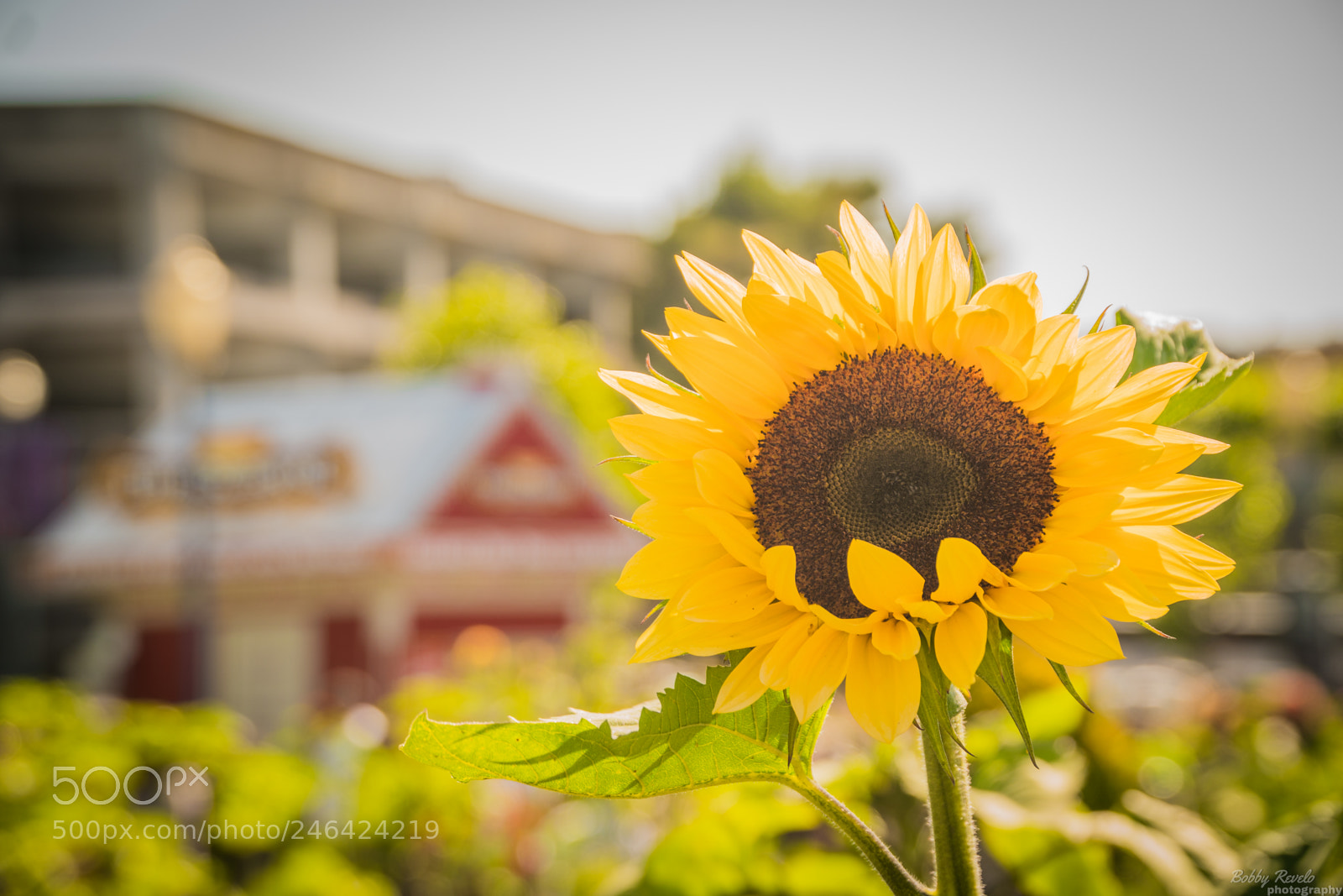 Sony a6300 sample photo. Cali 2017 photography