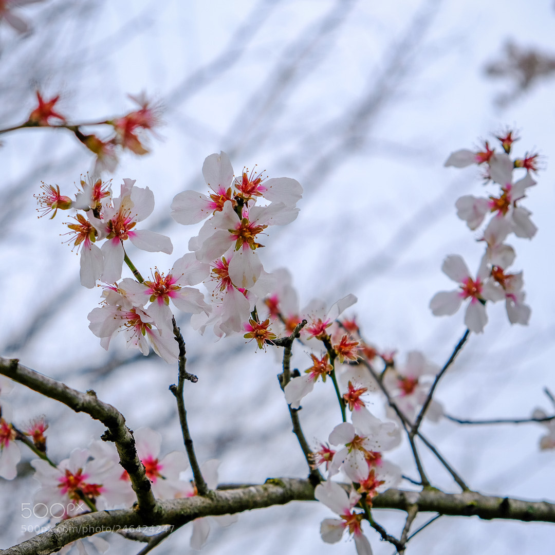 Fujifilm X-T20 sample photo. Fiori d’inverno photography