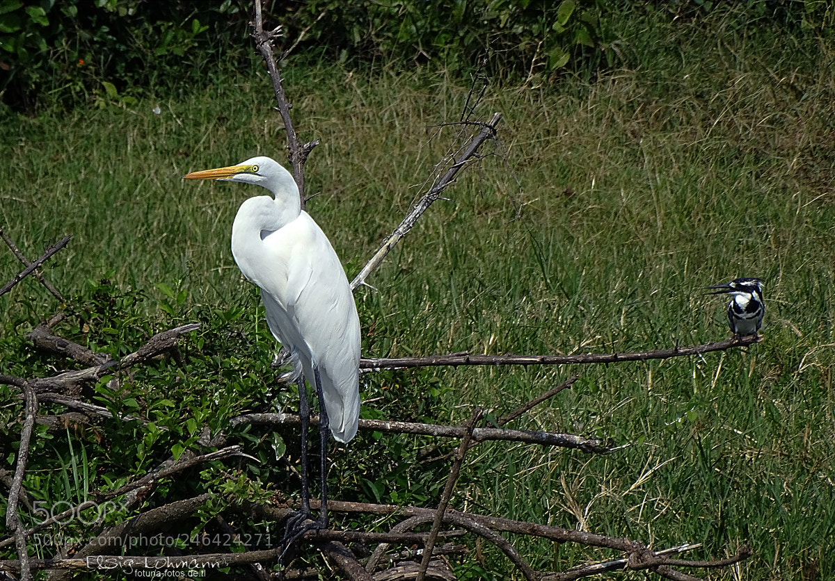 Sony Cyber-shot DSC-HX400V sample photo. Great egret and pied photography