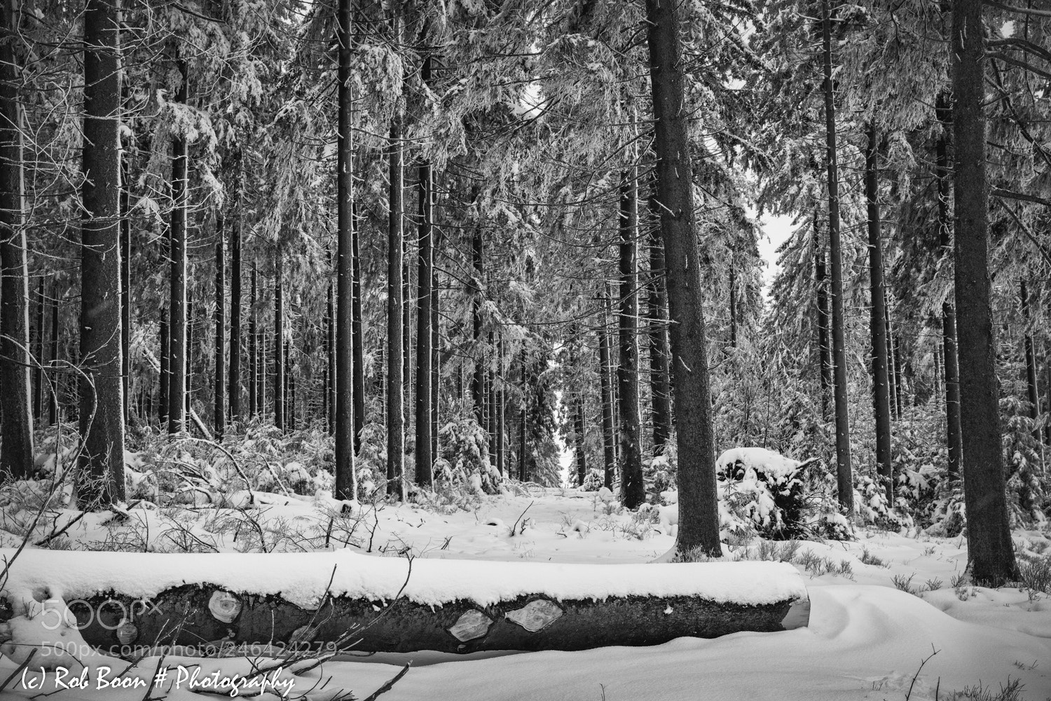 Canon EOS 5DS sample photo. Winter @ botrange 15 photography