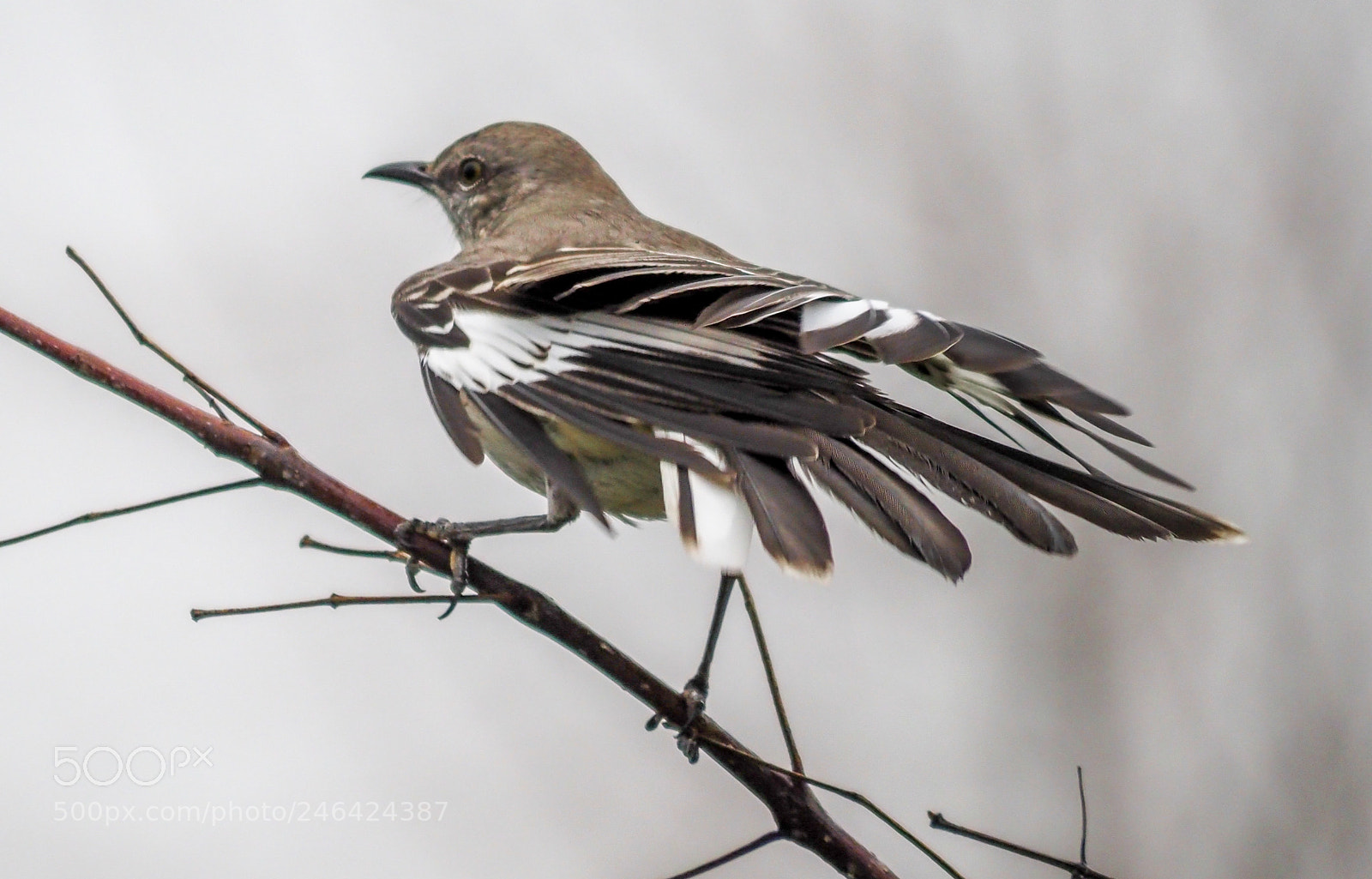 Olympus OM-D E-M1 Mark II sample photo. Mockingbird photography
