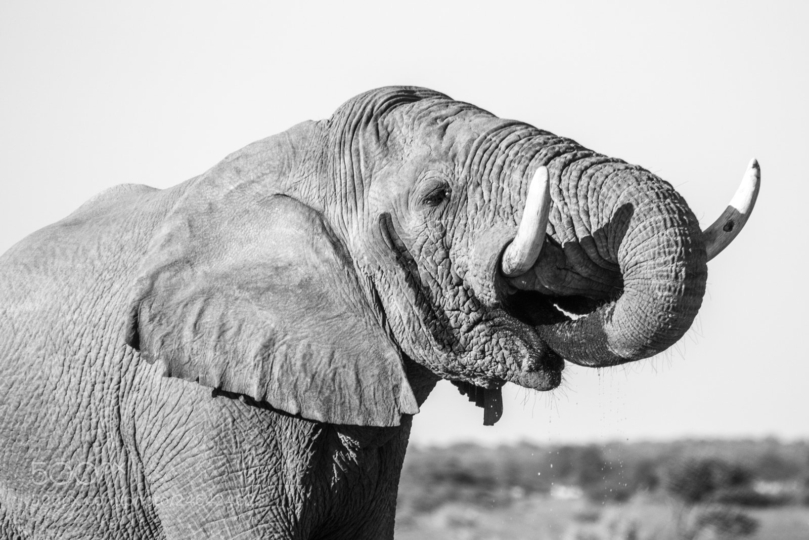 Canon EOS 7D Mark II sample photo. Elephant's drink photography