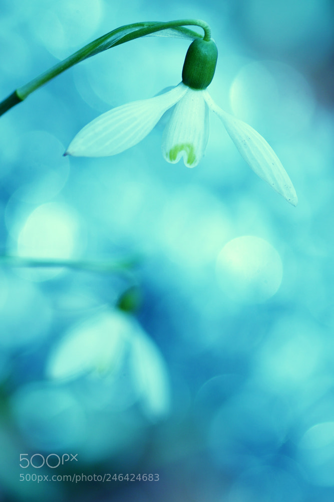 Sony ILCA-77M2 sample photo. Snowdrops photography