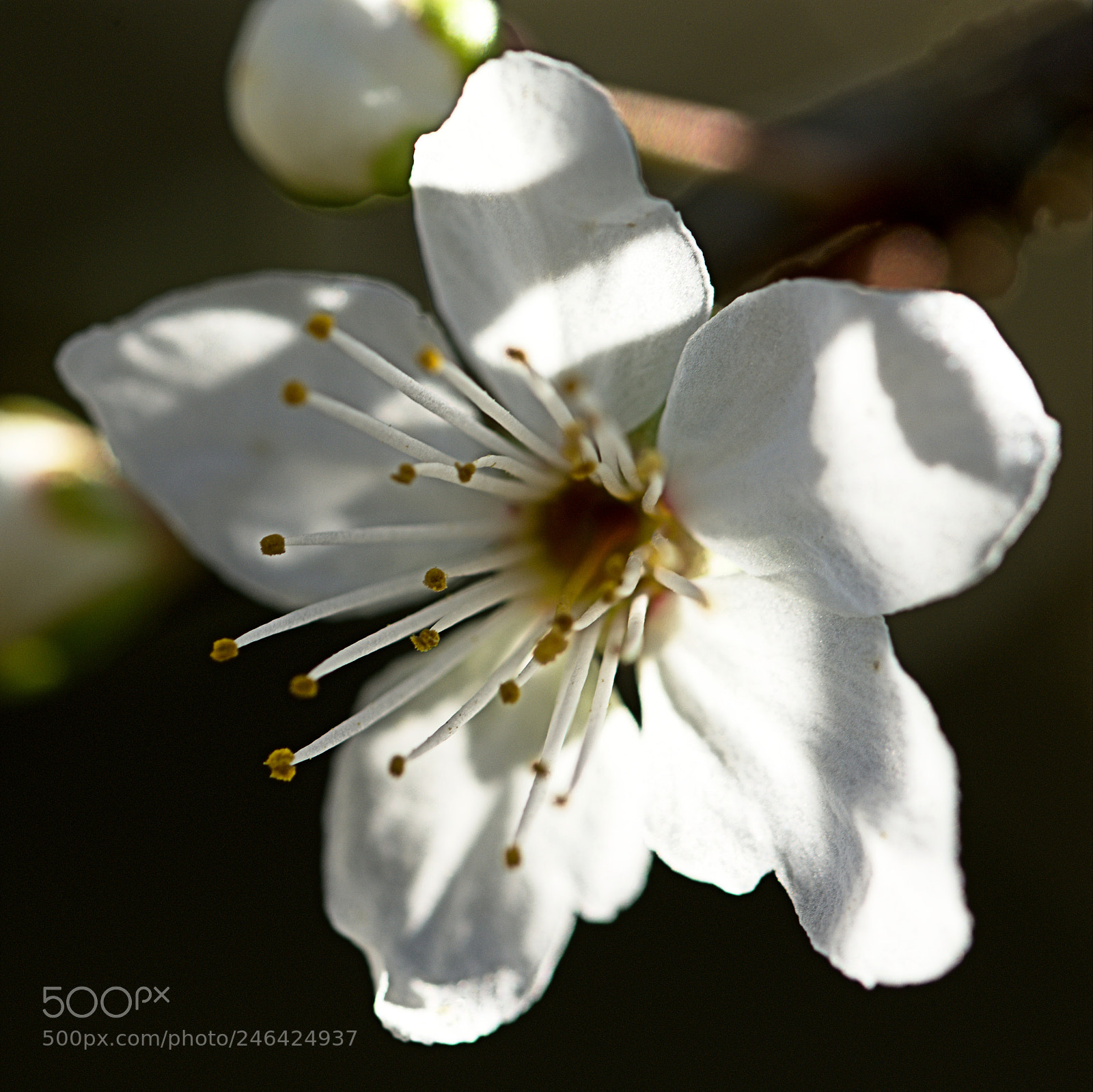 Nikon D7200 sample photo. Plum flower photography
