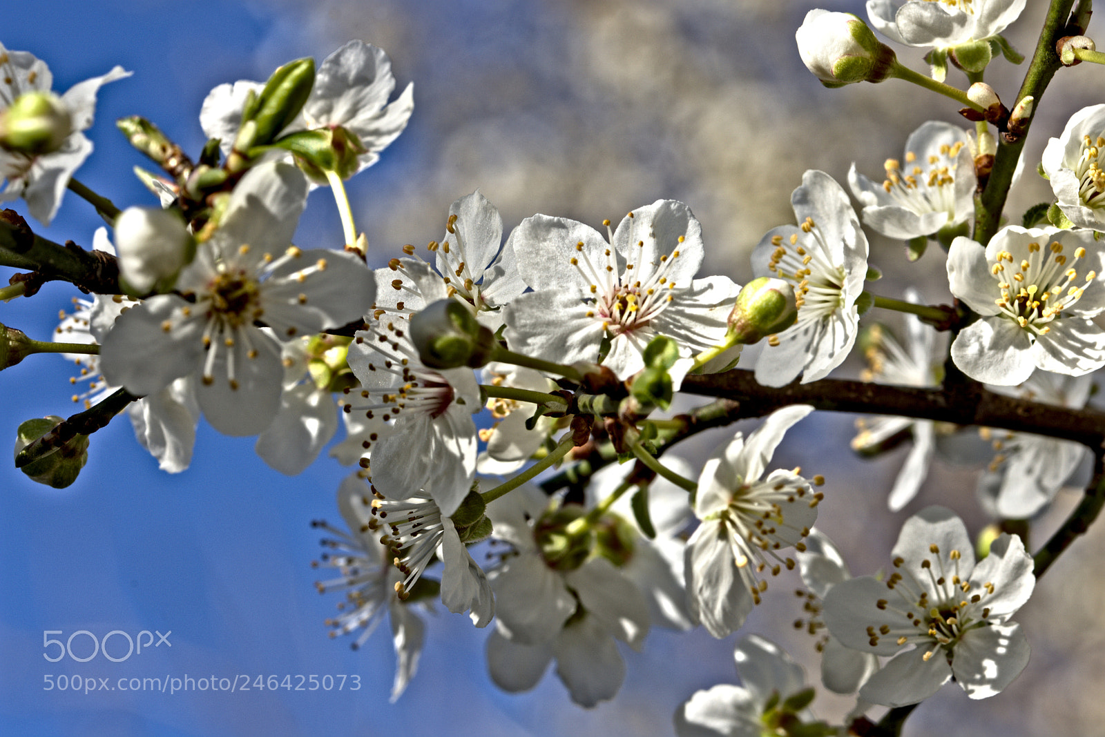 Nikon D7200 sample photo. Prunier en fleur photography