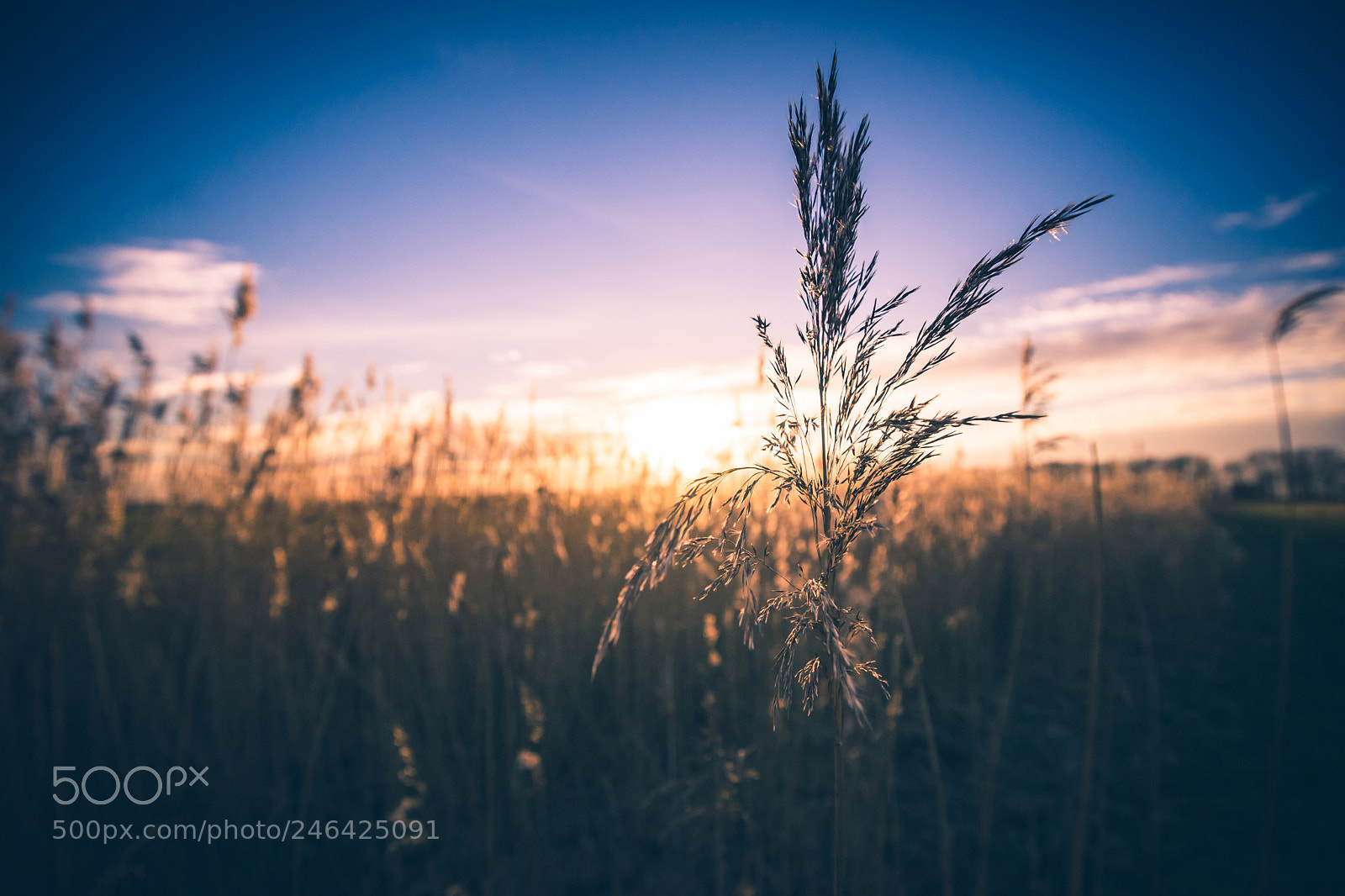Sony Alpha DSLR-A900 sample photo. Waving reed plumes in photography