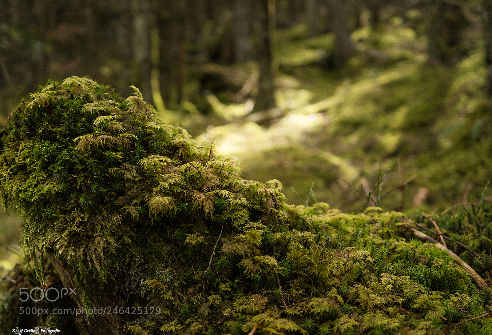 Sony a7 II sample photo. Berchtesgadener wald photography