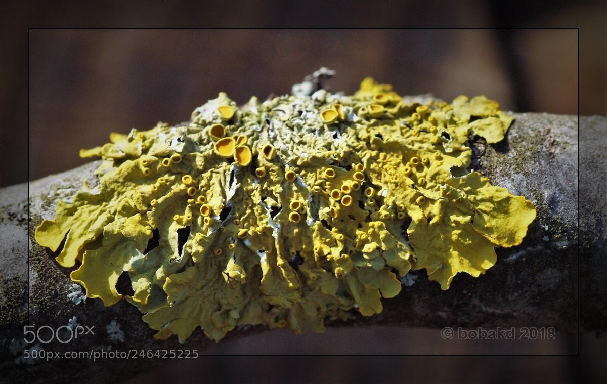 Olympus E-620 (EVOLT E-620) sample photo. Lichen photography
