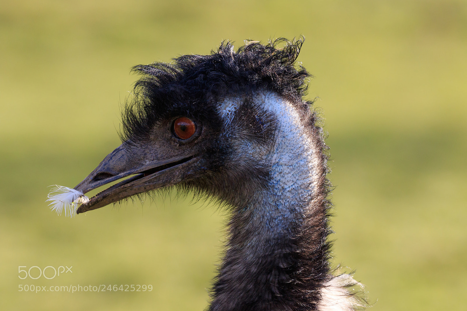 Canon EOS 7D Mark II sample photo. Ostrich headshot feather photography
