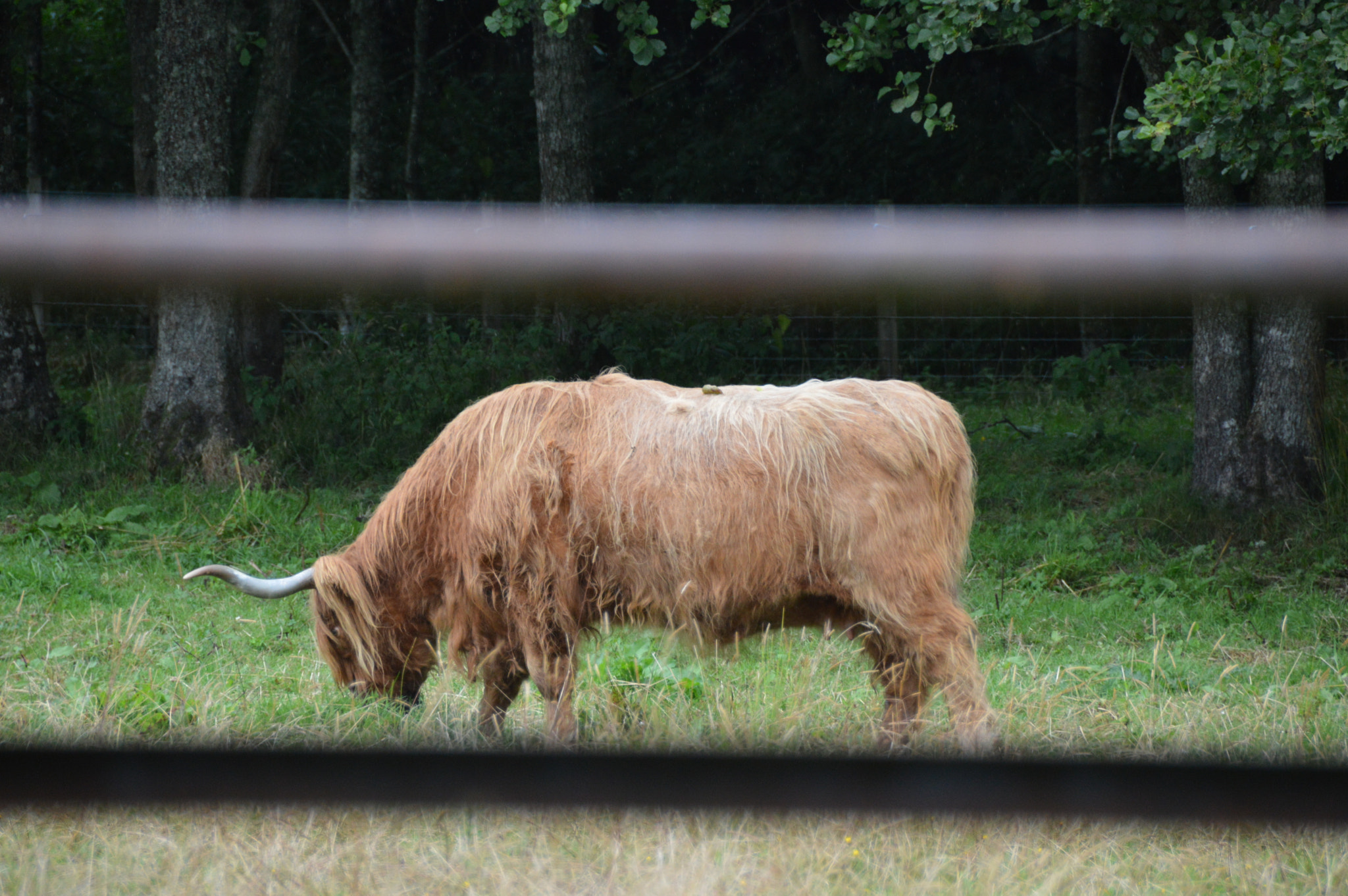 Nikon D3200 sample photo. Cow photography