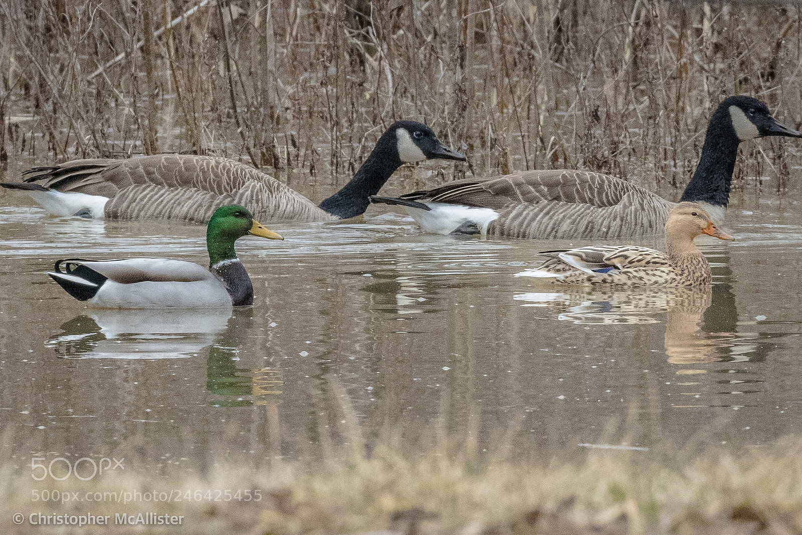 Canon EOS 5DS R sample photo. Strolling as couples photography